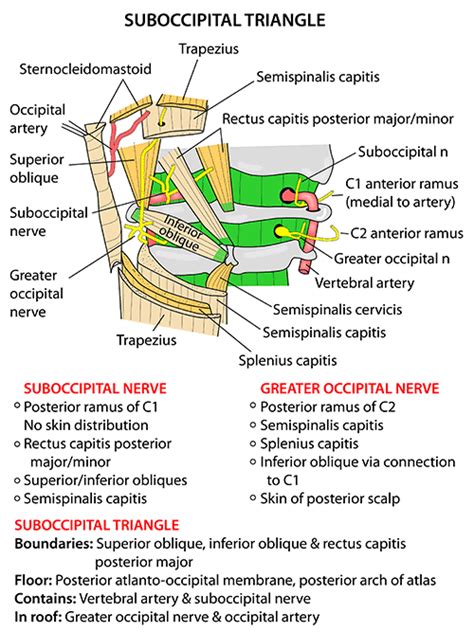 Instant Anatomy - Head and Neck - Areas/Organs - Vertebral column ...