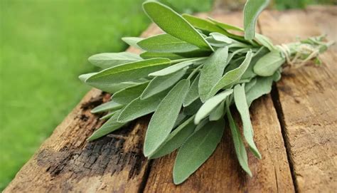 How to Harvest Sage Without Killing the Plant + Growing Tips - Outdoor ...