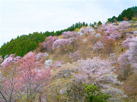 Mount Yoshino: The Spot to Go for Cherry Blossom Overload | Nippon.com