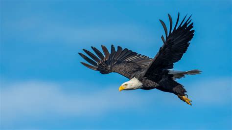 An Eagle Flying in the Sky · Free Stock Photo