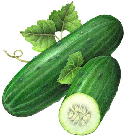 Cucumber Illustration | Vegetable illustration, Vegetables, Vegetable painting