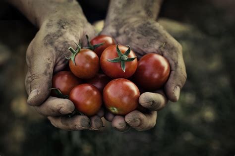 Tomato Harvest Garden Tips | The Leaf Nutrisystem Blog