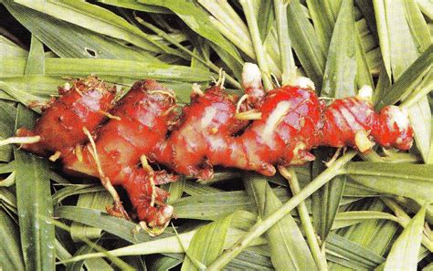 kebun jahe nusantara: Beragam Manfaat Jahe Merah (Red Ginger)