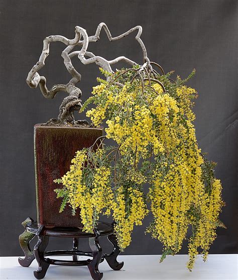 Acacia cultriformis (Knifeleaf Acacia) Weeping Bonsai, Flowering Bonsai Tree, Bonsai Trees ...