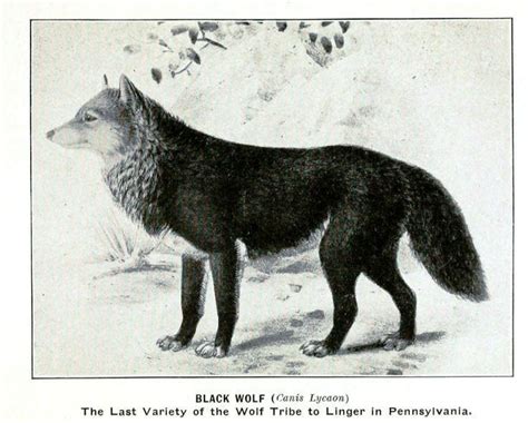 Florida black wolf ~ Everything You Need to Know with Photos | Videos