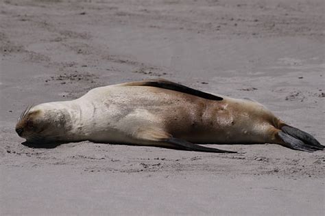 Australian Sea Lion Endangered Stock Photos, Pictures & Royalty-Free Images - iStock