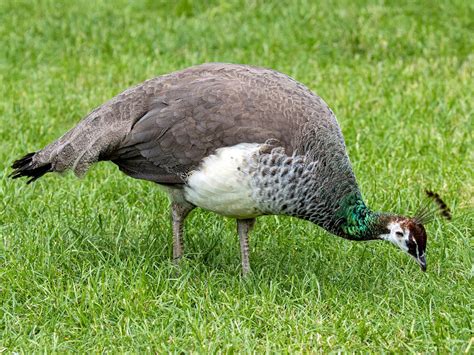 Female Peacocks (Male vs Female: Identification Guide) | Birdfact