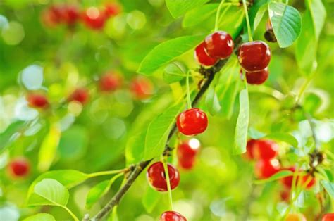 Premium Photo | Cherry tree with fruits