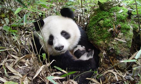 Panda population grows nearly 17 percent | Stories | WWF