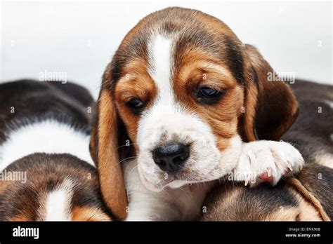 Sad Beagle Puppy, 1 month old, lying in front of white background. muzzle puppy close-up Stock ...