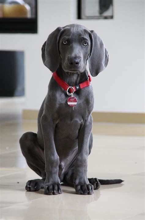 Do Weimaraners Have Blue Eyes