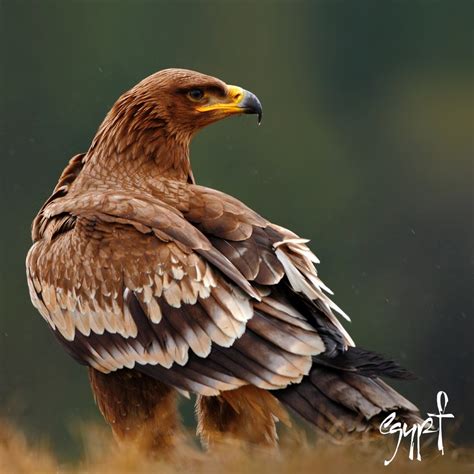 ExperienceEgypt on Twitter: "Steppe eagle is the national bird of Egypt ...