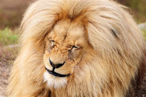 Grinning lion is the mane attraction at Czech republic zoo | London Evening Standard