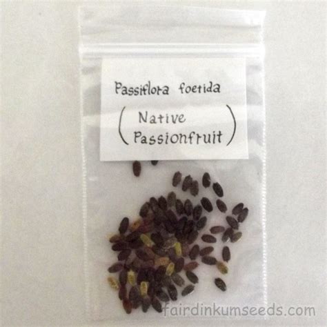 Carnivorous Passionfruit Passiflora Foetida Seeds | Fair Dinkum Seeds