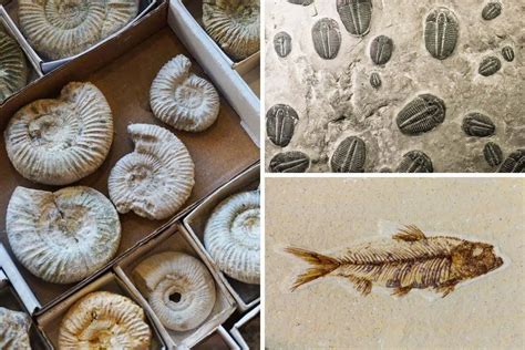 Marine Fossils Guide (Types + Tips & Advice) - Nature Roamer