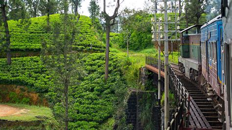 Visit Bandarawela | Bandarawela-Sri Lanka | Tea Estate Walk in Bandarawela