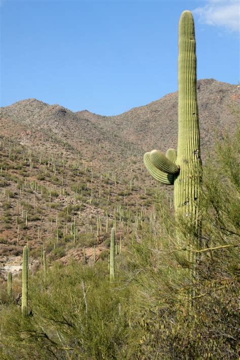 Saguaro Cacti at Saguaro National Park (U.S. National Park Service)