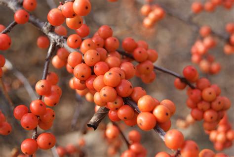 subjectiveday: Ilex verticillata, berries, and the definition of a cultivar