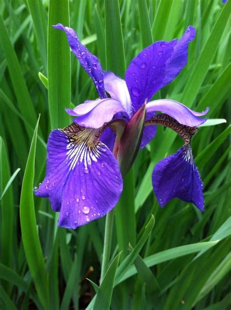 Pin by Will Dougherty on Siberian Iris | Japanese iris, Iris, Plants