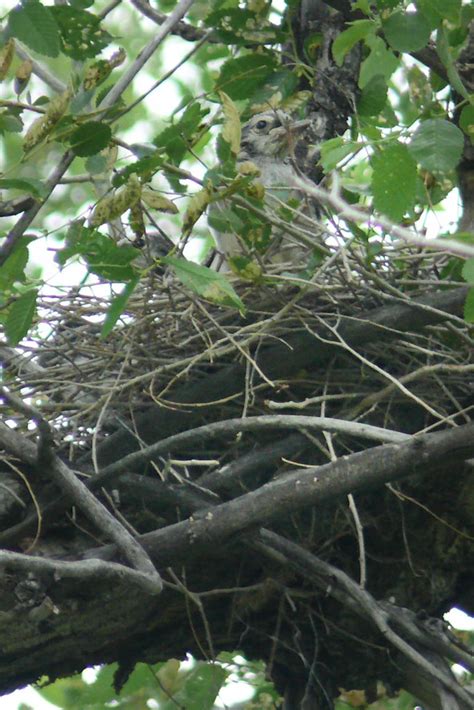 Blue Jay nest and nestlings | This is as good a shot as I go… | Flickr