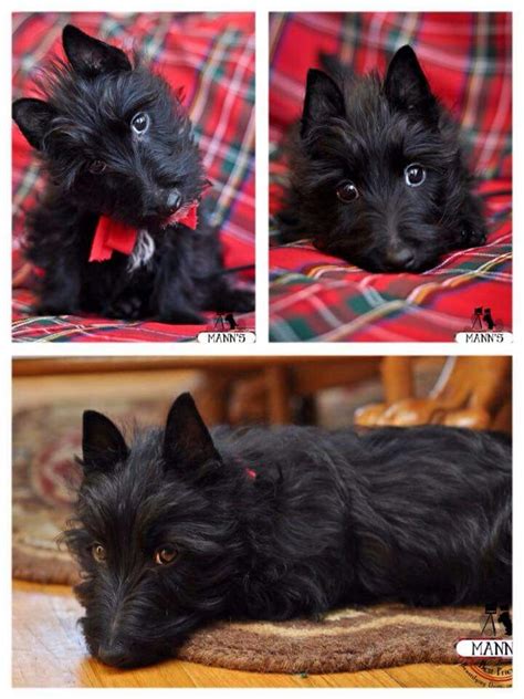 Pin by Emma Johnson on Scottish Terriers | Scottie puppies, Scottish ...