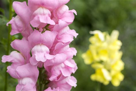 Snapdragon Flower Meaning - Flower Meaning