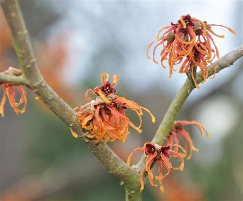 Witch Hazel flowers | Lovely sweet scented Witch Hazels at G… | Flickr