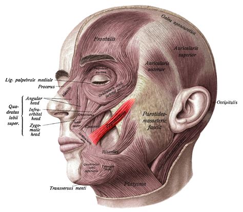 Cheek Piercings- an In-depth Look