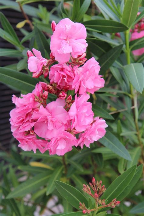 Oleander Double Flowers Pink - Free photo on Pixabay - Pixabay