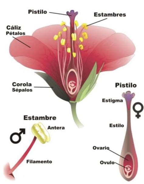 ¿En qué consiste la polinización de cactus?