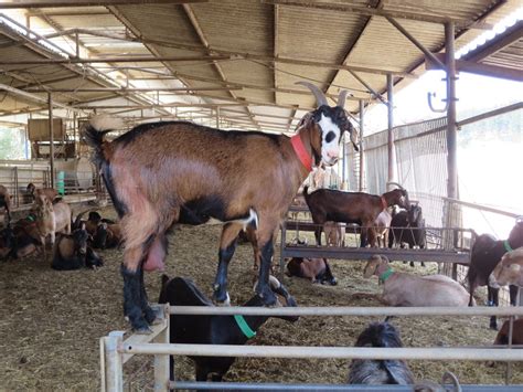 Learn about Goat Farming in Israel modern and tradition farming