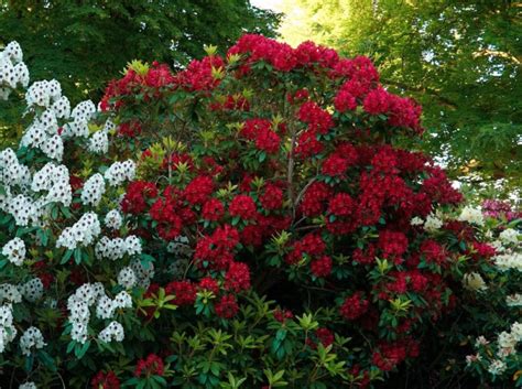 14 Low Growing Evergreen Shrubs for Borders