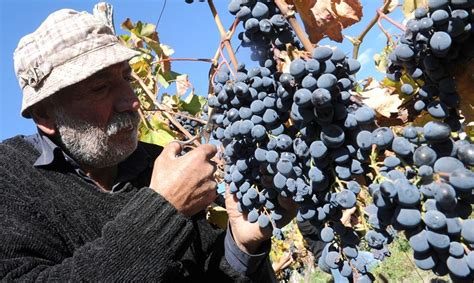 The secrets of Italian Nebbiolo - Panorama