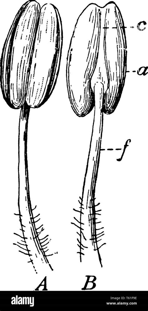 Flower anther filament Stock Vector Images - Alamy
