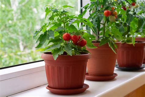 You Can Actually Grow Tomato Plants Right Inside Your Home, And Here's How