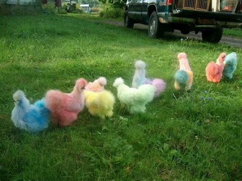 Colored silkies Silkie Chickens Colors, Fancy Chickens, Chickens And Roosters, Chickens Backyard ...