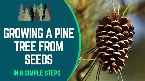 How To Grow A Pine Tree From Seeds: [8 Easy Steps To Follow]