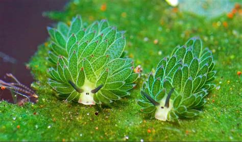 Meet ‘Leaf Sheep,’ The Photosynthesizing Sea Slugs - Childhood By Nature