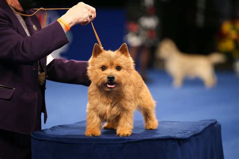 Gaze upon these good dogs at the 2020 National Dog Show - Culture