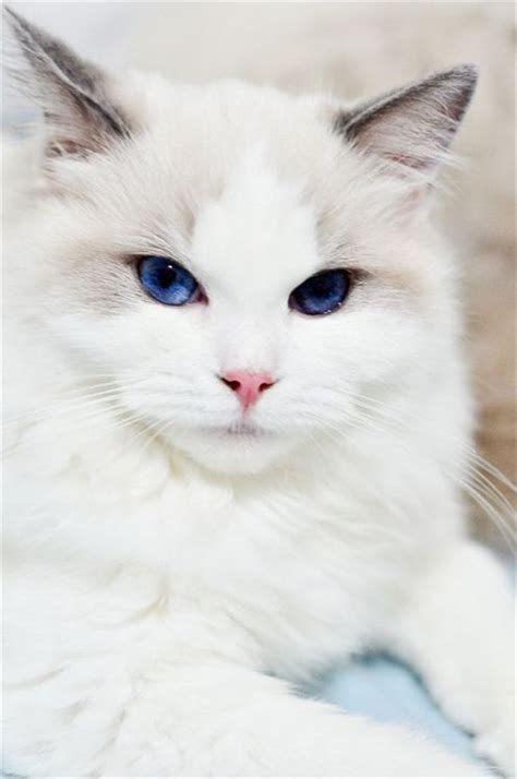 Beautiful ragdoll cat with blue eyes | Pretty cats, Beautiful cats ...