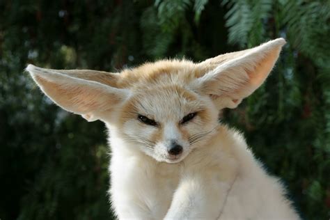 The Jungle Store: The Fennec What?