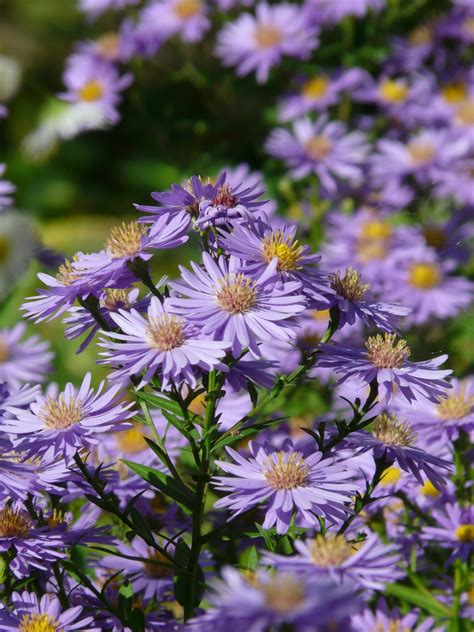 Smooth aster; wild aster; glaucous aster - Calgary Horticultural Society