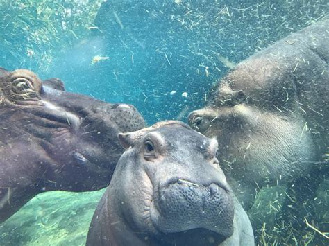 Baby Fiona the Hippo: Cincinnati Zoo pictures - CBS News