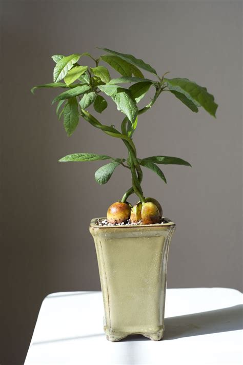 file.php (3264×4896) in 2020 | Avocado plant, Avocado tree, Bonsai plants