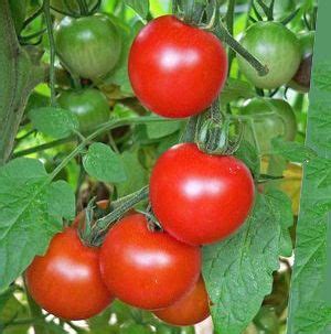 Sweet Million Tomato Plant | Cherry tomato plant, Tomato, Growing tomatoes in containers