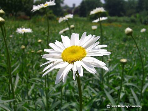 Shasta daisy flowers picture | Picture of daisy flower, Daisy flower ...