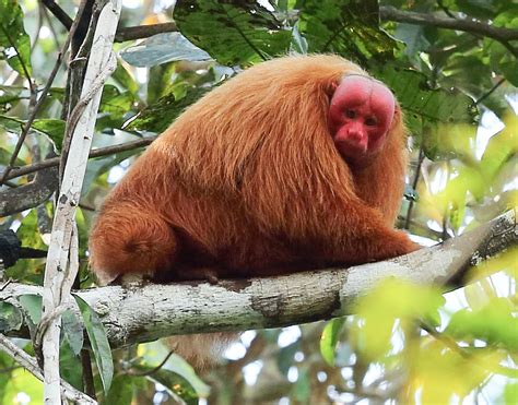 red-uakari-monkey-2 · Amazonia Expeditions