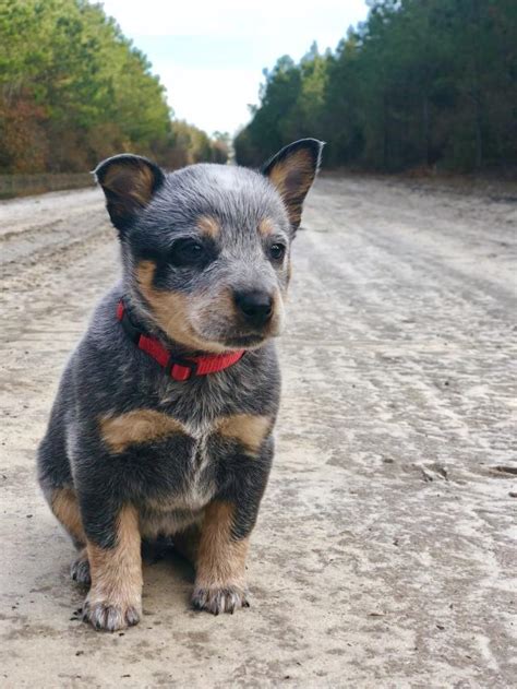 What Kind of Dog Is Bluey? A Guide to the Animated Australian Cattle Dog