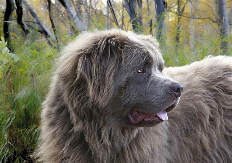 10 Best Extra-Large Dog Breeds (For Lovers of Huge and Giant Dogs)