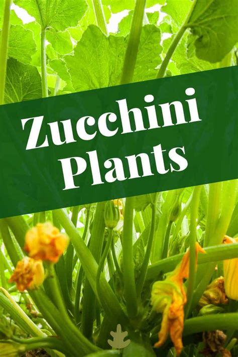 Zucchini Plant Care & Growing Guide